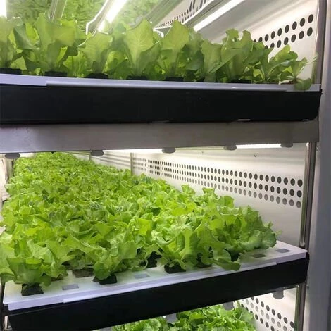 DONTODENT Lampe Led Horticole Croissance Floraison, Grow Light Pour Culture Indoor 60CM 7W 5 DONTODENT Lampe Led Horticole Croissance Floraison, Grow Light Pour Culture Indoor 60CM 7W – Image 3