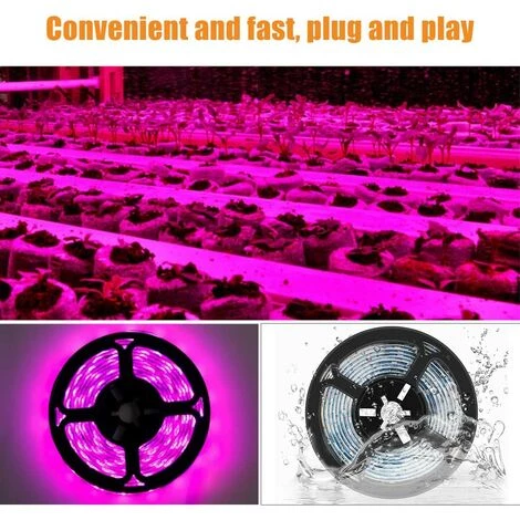 Bande Lumineuse LED Pour Croissance De Plantes, étanche, Lampe De Croissance à Spectre Complet Pour Plantes D'intérieur, Plantes Succulentes, Culture Hydroponique, Serre,3m,Starlight 4 Bande Lumineuse LED Pour Croissance De Plantes, étanche, Lampe De Croissance à Spectre Complet Pour Plantes D'intérieur, Plantes Succulentes, Culture Hydroponique, Serre,3m,Starlight – Image 2