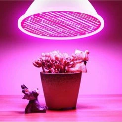 LIFCAUSAL Ampoule LED De Croissance Pour Plantes D'intérieur Spectre Rouge Et Bleu Ampoules LED Pour Plantes E14 Lampe De Croissance Pour Semis Hydroponique Fleurs Succulentes Veg Greenhouse (220V) -Pas Cher Eclairage professionnel Magasin 63810678 5
