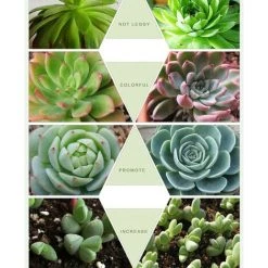 YEURIé LED élèvent La Lampe GU10 120 Degrés De Large Angle De Faisceau Large Spectre De Légumes De Fleurs Hydroponiques Croissant De Lampes 28W 220V -Pas Cher Eclairage professionnel Magasin 66386850 4